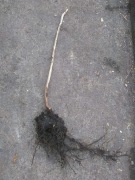 Malina ogrodowa, sadzonka