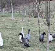 Jajka lęgowe biegusa spożywcze jaja kacze lęgowe spożywcze 6 sztuk
