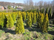 Tuje Janed Gold golden szmaragd wysokie złoty tuja