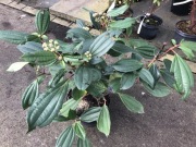 Kalina Dawida zimozielona duże sadzonki