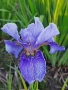 Irys syberyjski 'Spring Brook ' Iris sibirica