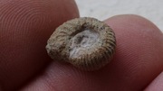 Skamieniały AMONIT Ładny i ciekawy okaz JURA 128