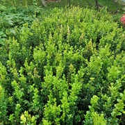 Piękne sadzonki bukszpanu 25 - 40 cm