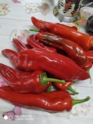Papryka słodka czerwona spiczasta sadzonka
