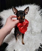 Prazsky Krysarik - ratlerek - Praski Ratler (nie pinczer miniaturowy)