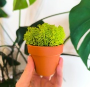 Roślina w doniczce mech chrobotek