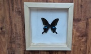 Motyl w gablotce ramce Papilio arcturus otwierana na ścianę 