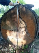 Dąb - średnica 100cm 