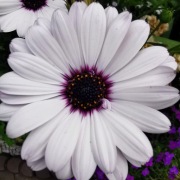 Stokrotka Afrykańska - Biała 