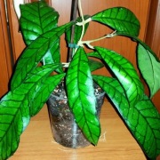 Hoja, hoya ~ CALLISTOPHYLLA SABAH BORNEO/ BIG LEAF ~ ukorzeniona szczepka 