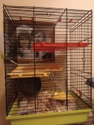 Klatka plus trzy myszy