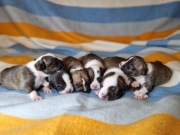 Szczeniaki American Staffordshire Terrier amstaff 