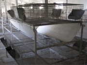 Klatki do hodowli królikow, szynszyli 