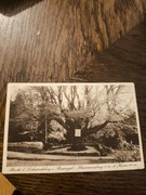 Schmiedeberg Rsgb-Kowary Dąb Bartek .