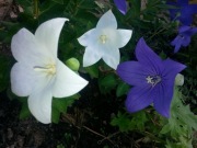 Platycodon grandiflorum rozwar  nb wysoki 500n nasion