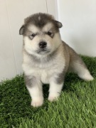 Alaskan malamute