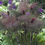 Foeniculum vulgare 'Rubrum' (Brązowy koper) 20n