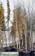 Brzoza pożyteczna 'Doorenbos' pierśnica 14 cm wysokośc 3,5m Producent