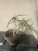 Aloes drzewiasty roślina w doniczce roślinka sadzonka