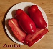 Pomidor Aurija - 10 nasion kolekcjonerskich HIT !