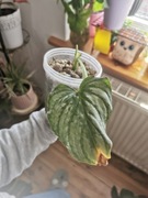 Philodendron Mamei 