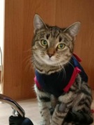 Terra - zdystansowana kotka o wrażliwym sercu, Kot do adopcji. za darmo.