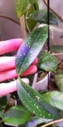 Hoya lobbu cream