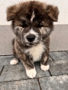 Akita Inu pręgowany