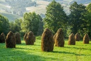 Siano tegoroczne ekologiczne
