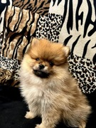 Szpic miniaturowy, Pomeranian - ORANGE