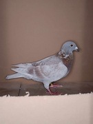 ***Top Prange syn "Boris x inbred "Ringlose"