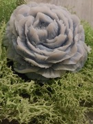 Kwiat piwoni świeczka biało niebieska 