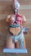 55Cm Mężczyzna I Kobieta Ludzkie Torso Anatomiczny Model Narządów Wewnę