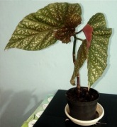 Begonia corallina de lucerna kwiat doniczkowy