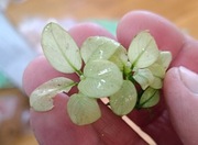 Panda white Anubias jedyny w Polsce kolekcjonerski  Panda cała biała