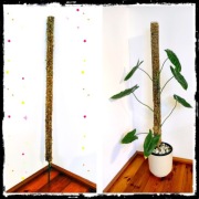 Palik podpora tyczka mech moss 100x5cm monstera