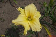 Hemerocallis / Liliowiec: Tekla