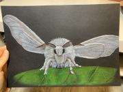 Rysunek A4 Jedwabnik na liściu 