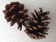 Duże szyszki sosnowe sosna czarna 30 szt. 6-8 cm