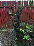 Cis Hicksi 120-140 ck 10 sztuk