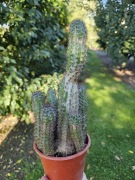 Echinopsis KAKTUS