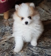 Szpic miniaturowy pomeranian