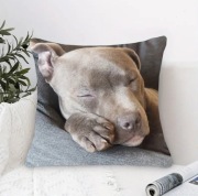 Poszewka na poduszkę Amstaff Staffordshire Terrier 40x40, 45x45, 50x50cm