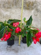 Begonia Dragon Wing Red