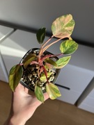 Philodendron Strawberry Shake