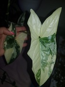 Syngonium, podophyllum variegata, Emerald Gem cięty szczyt 