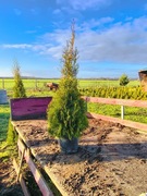 Tuja Szmaragd 100-120 cm Promocja!!! 