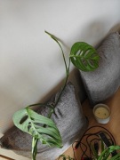 monstera esqueleto - szczyt