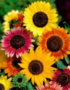 Słonecznik ozdobny - nasiona