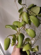 Hoya gps 7731 - 4 liście z tej sadzonki do ukorzenienia 